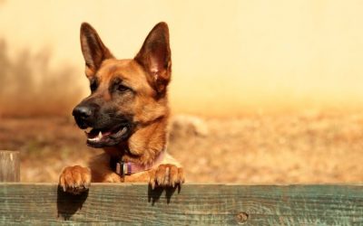 How to keep your dog safely on your property with a great fence