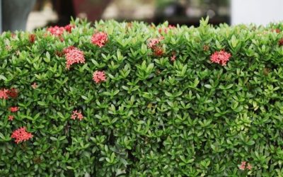 How to keep your hedges looking beautiful