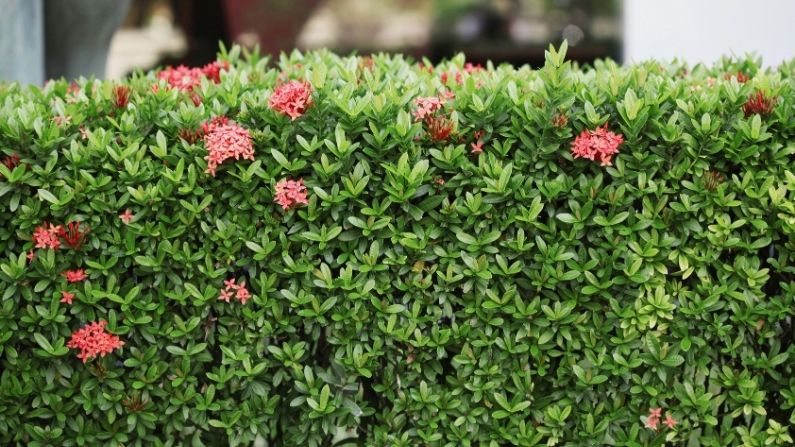 How to keep your hedges looking beautiful