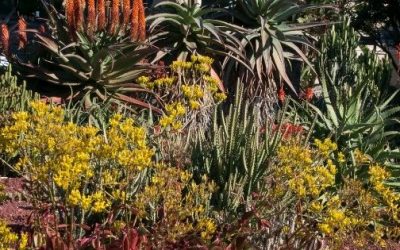 How to prepare your garden for winter in Sydney