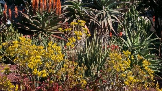 How to prepare your garden for winter in Sydney