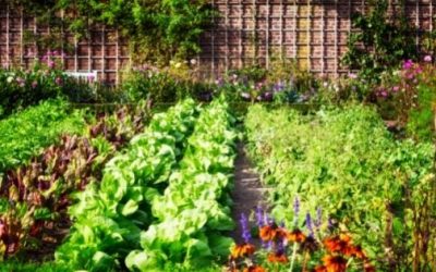 Setting up your first veggie garden