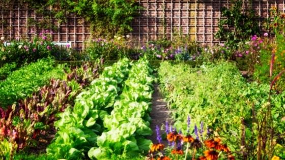 Setting up your first veggie garden