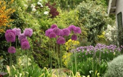 5 hot tips for preparing your garden for spring