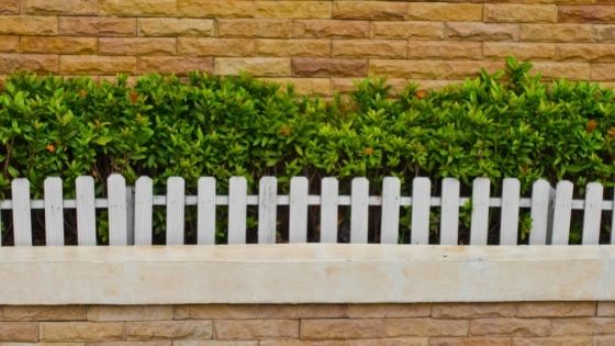 Not sure what to plant along a fence?