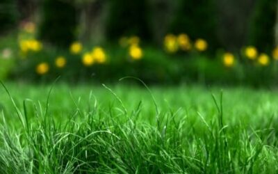 Our top green waste removal tips for your backyard