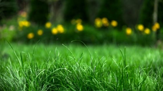 Our top green waste removal tips for your backyard