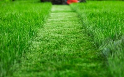 Expert tips on how to revive your lawn