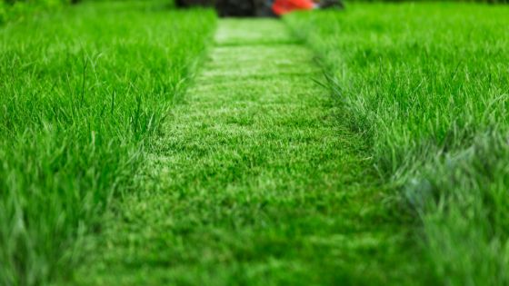 Expert tips on how to revive your lawn