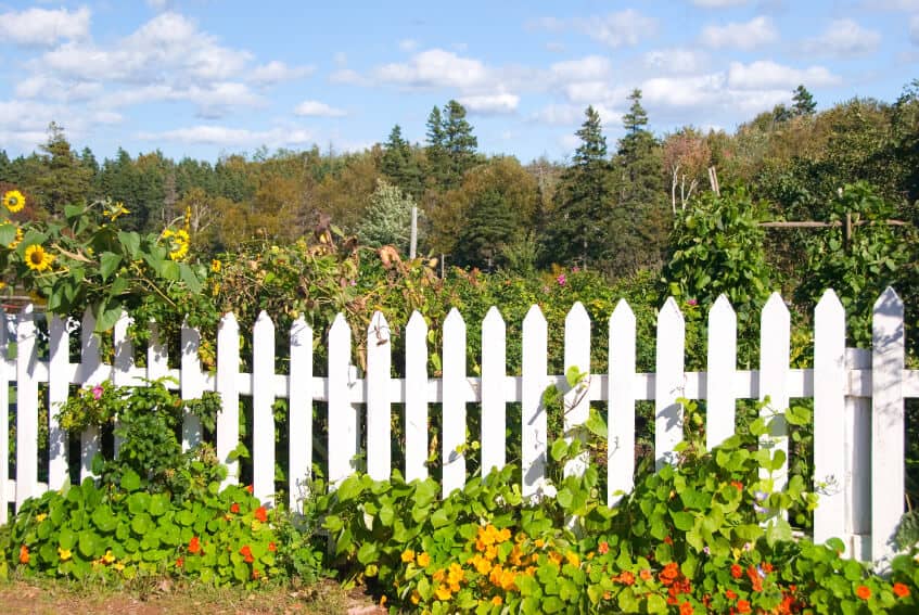 Create An Animal-Proof Fence & Protect Your Veggies!