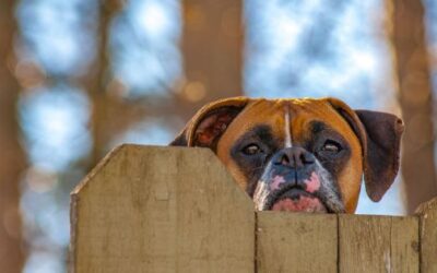 The best fence for your dog