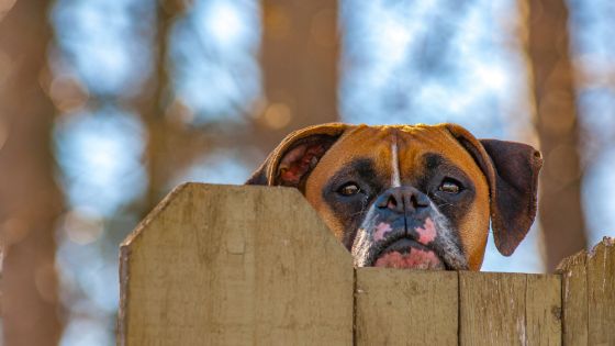 best fence for your dog